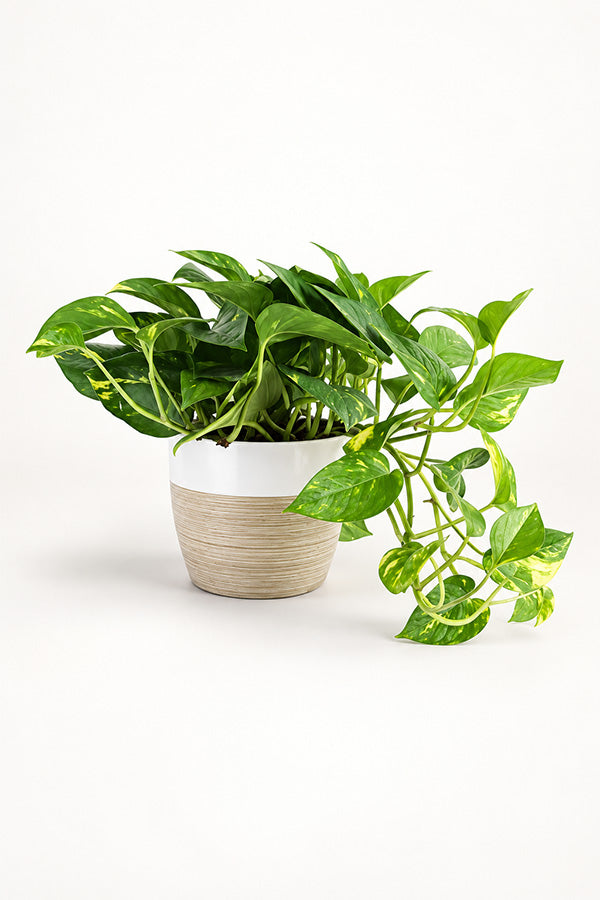 Golden Pothos - Epipremnum Aureum