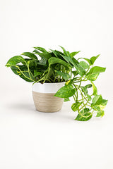 Golden Pothos - Epipremnum Aureum
