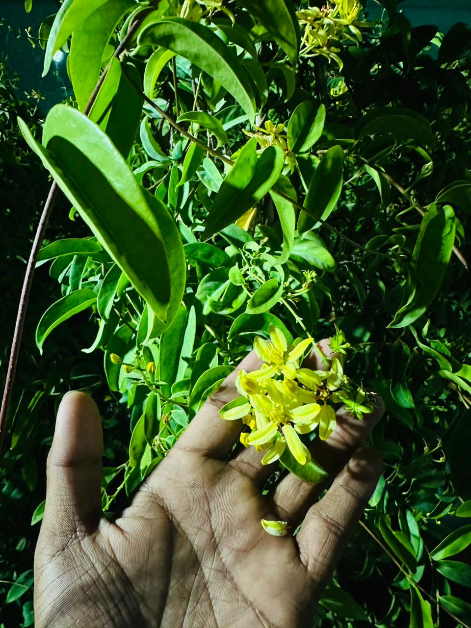 Golden Thryallis - Galphimia Speciosa - Outdoor Plant