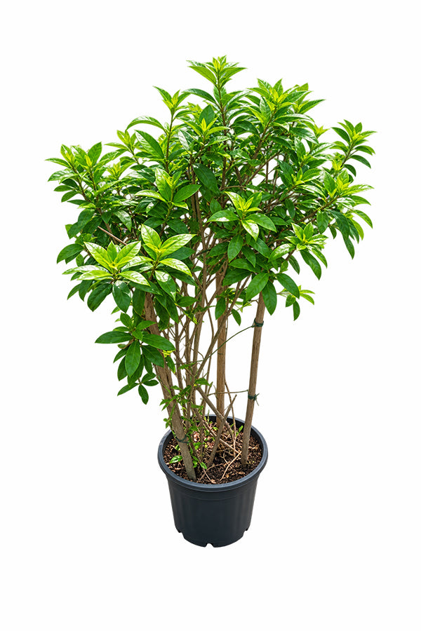 Golden Trumpet - Allamanda Cathartica