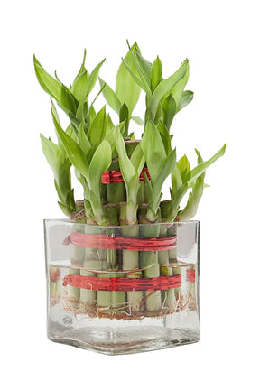 Good Luck Bowl Terrarium – Indoor Plants for Positive Energy and Good Fortune