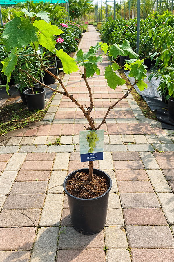 Grape Vine - Vitis Vinifera