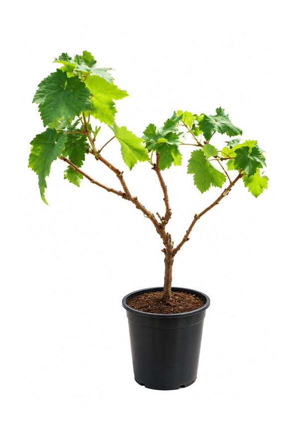 Grape Vine - Vitis Vinifera