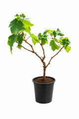 Grape Vine - Vitis Vinifera
