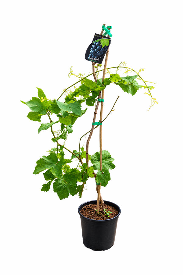Grape Vine - Vitis Vinifera