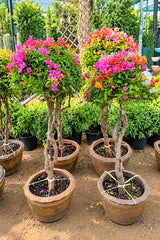 Great Bougainvillea - Bougainvillea Spectabilis