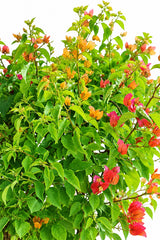 Great Bougainvillea - Bougainvillea Spectabilis