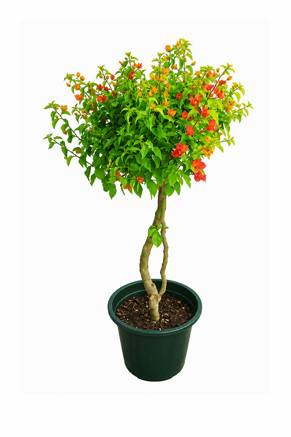 Great Bougainvillea - Bougainvillea Spectabilis