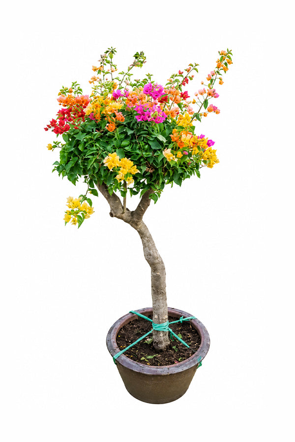 Great Bougainvillea - Bougainvillea Spectabilis