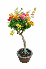 Great Bougainvillea - Bougainvillea Spectabilis