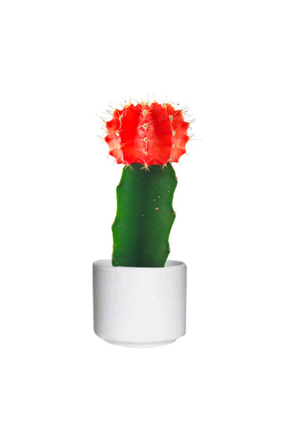 Gymnocalycium Jap - Red Cap Cactus - Cactus & Succulents