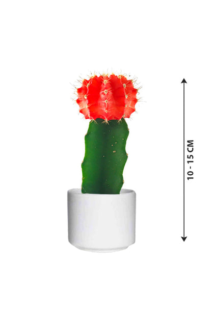 Gymnocalycium Jap - Red Cap Cactus - Cactus & Succulents