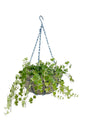 Hedera Helix - English Ivy - Plantsworld.ae