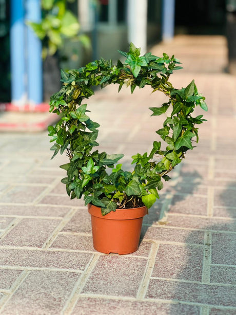 Hedera Helix - English Ivy - Round - Plantsworld.ae