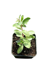 Henna Plant - Lawsonia Inermis-Mehandi Plant - Outdoor Plant