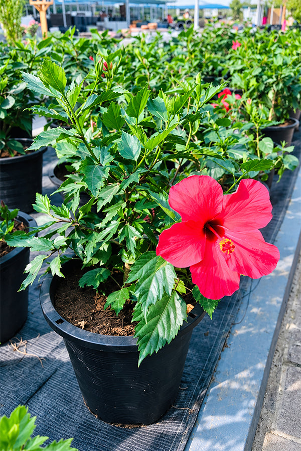 Hibiscus - Malvaceae