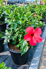 Hibiscus - Malvaceae