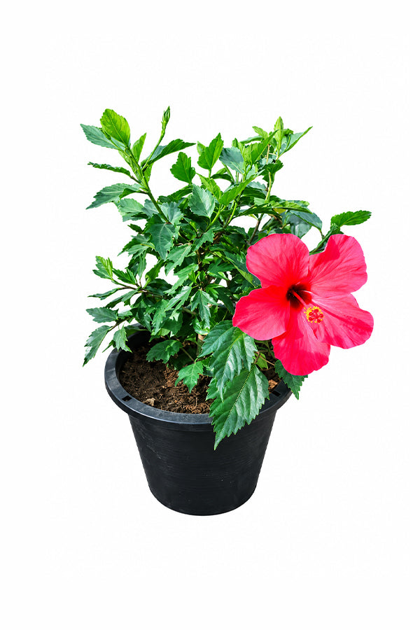 Hibiscus - Malvaceae