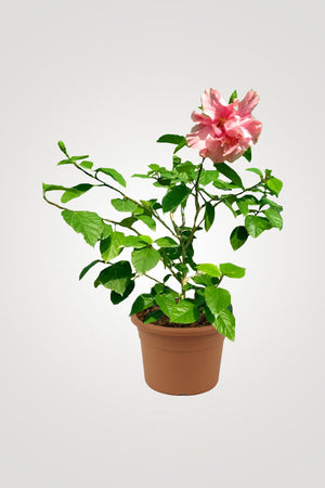 Balcony Flowering Plant Collection - Mixed Species - Plantsworld.ae
