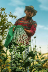 Professional gardener working in garden – hire gardening services by the hour in UAE

