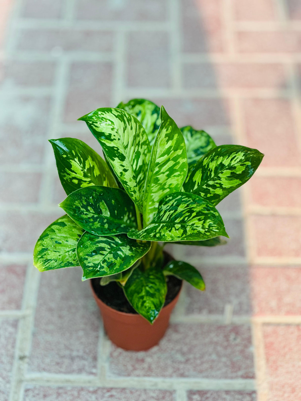 Homalomena 'Camouflage