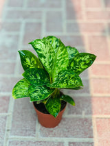 Homalomena 'Camouflage