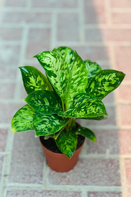 Homalomena Camouflage with speckled green leaves in terracotta pot on paving
