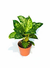 Homalomena 'Camouflage