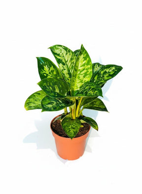 Homalomena Camouflage plant