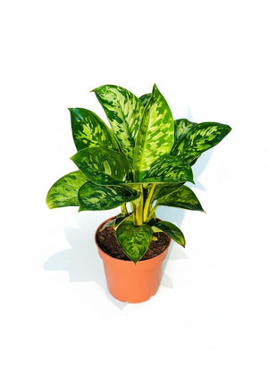 Homalomena Camouflage plant