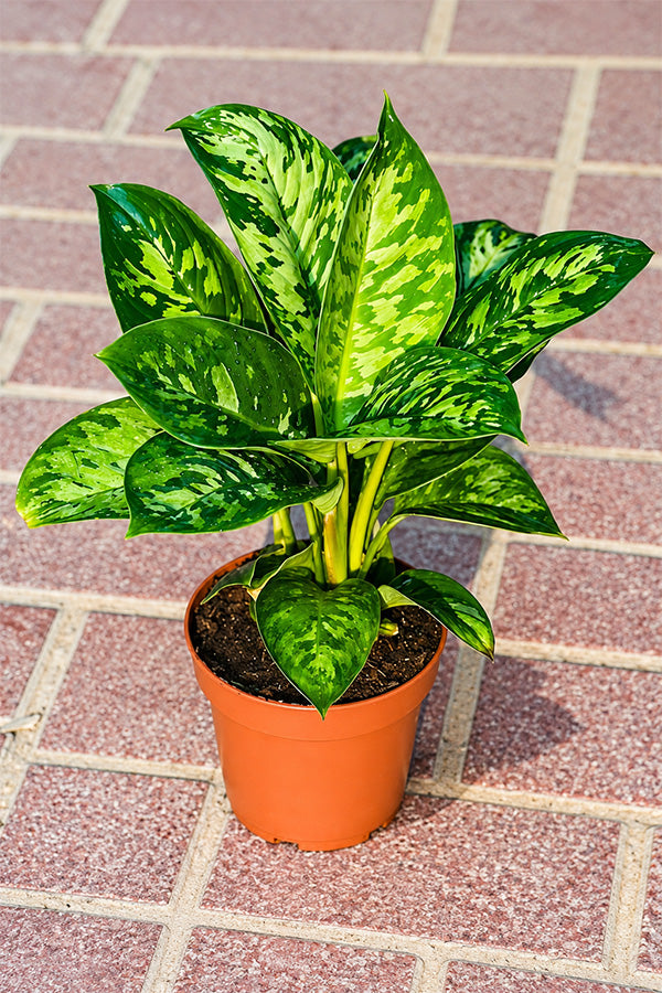 Homalomena Camouflage indoor plant in terracotta nursery pot