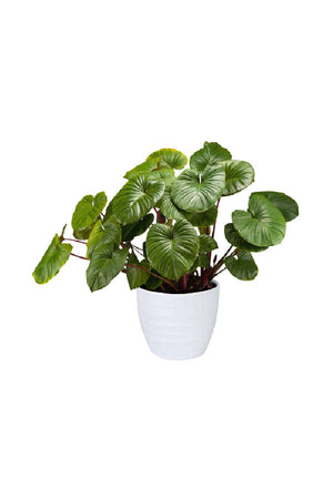 Adds a fresh and calming touch to indoor décor