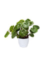 Adds a fresh and calming touch to indoor décor