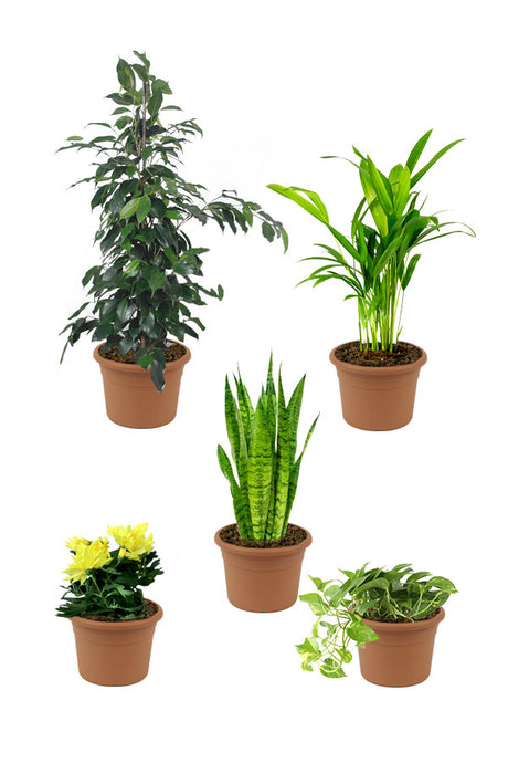 Home Combo Plants - Pflanzenset (5er-Set)
