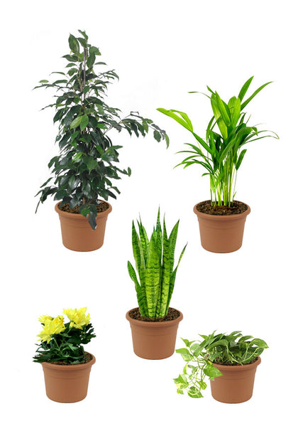 Home Combo Plants - Plant Set (set of 5)