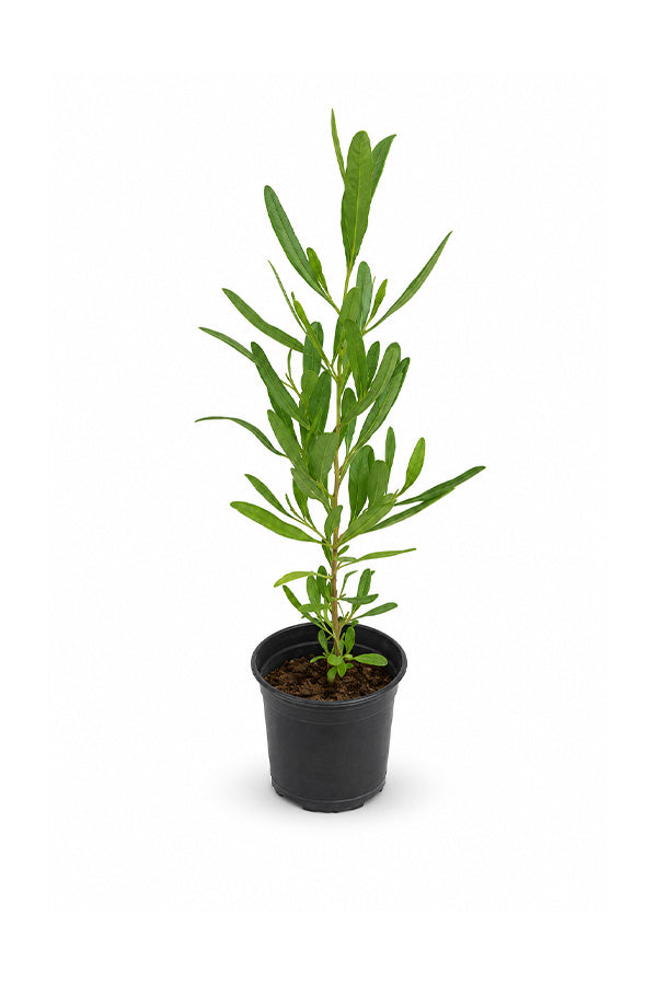 Young Hopbush Dodonaea viscosa shrub in black nursery pot, hardy outdoor plant for UAE gardens