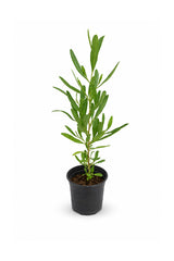 Young Hopbush Dodonaea viscosa shrub in black nursery pot, hardy outdoor plant for UAE gardens