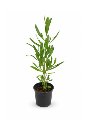 Young Hopbush Dodonaea viscosa shrub in black nursery pot, hardy outdoor plant for UAE gardens