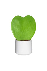 Hoya Kerrii- Valentine Plants-Indoor Succulent Plant