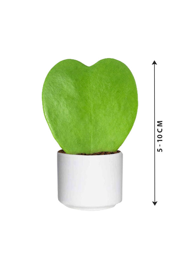 Hoya Kerrii – Valentinstagspflanzen – Sukkulente für den Innenbereich