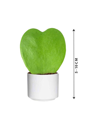 Hoya Kerrii - Valentine Plants - Plantsworld.ae