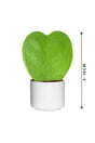 Hoya Kerrii - Valentine Plants - Plantsworld.ae
