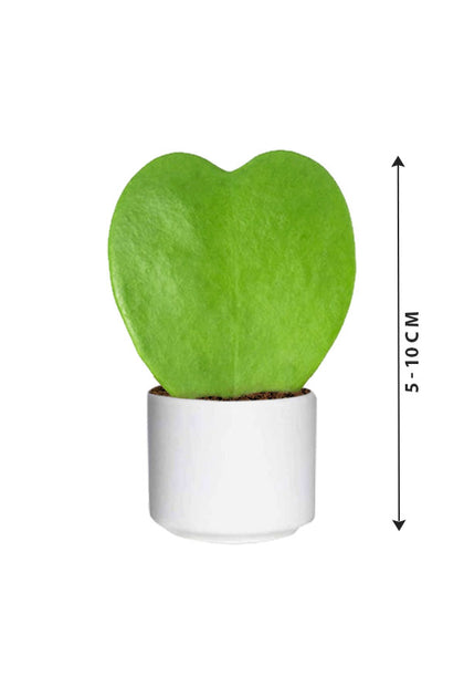 Hoya Kerrii- Valentine Plants-Indoor Succulent Plant
