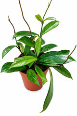 Hoya Carnosa wax plant with thick green leaves in terracotta nursery pot, indoor plant Dubai
