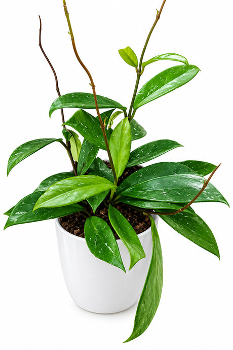 Hoya Carnosa wax plant with glossy pointed leaves and climbing tendrils in white ceramic pot