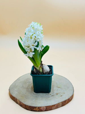 Hyacinth - Hyacinthus Bulb - Oxalis Tetraphylla - Plantsworld.ae