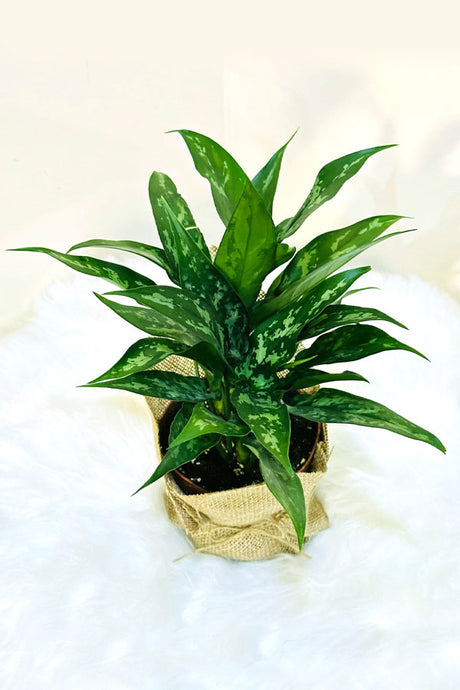 Aglaonema Maria - Mothers Day & Woman's Day