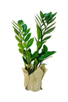 Zamioculcas Zamiifolia (ZZ Plant) in Decorative Pot – Ideal Gift for Mother’s Day & Women’s Day from Plantsworld.ae