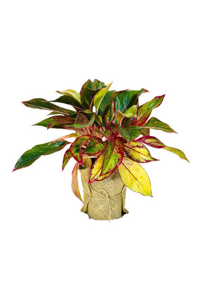 Aglaonema Red Indoor Plant – Perfect Gift for Mother’s Day & Women’s Day from Plantsworld.ae