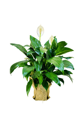 Peace Lily Plant Gift – Ideal for Mother’s Day and Women’s Day from Plantsworld.ae